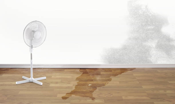 Best Mold removal after water damage  in Geneva, OH
